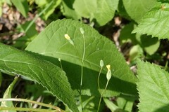 Lapsana communis communis