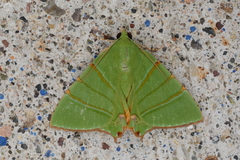 Eulepidotis viridissima