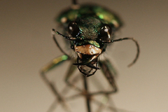Cicindela tranquebarica sierra