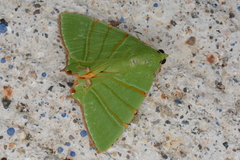 Eulepidotis viridissima