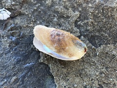 Vulsella ovata