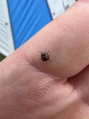 Homaemus aeneifrons