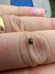 Homaemus aeneifrons