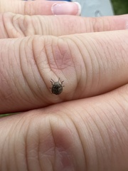 Homaemus aeneifrons