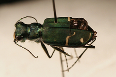 Cicindela tranquebarica sierra