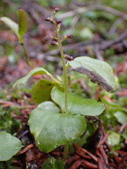 Neottia cordata