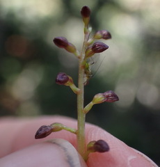 Neottia cordata