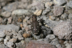 Cicindela oregona oregona