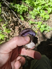 Cortinarius subolivascens