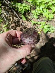 Cortinarius subolivascens