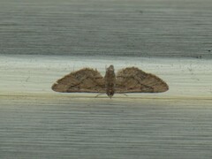 Eupithecia unicolor