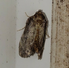 Acrolophus arcanella