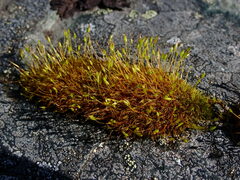 Hymenoloma crispulum