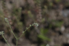 Cryptantha torreyana