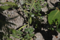 Cryptantha torreyana