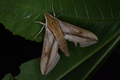 Xylophanes turbata