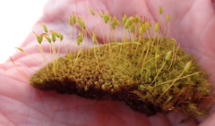 Hymenoloma crispulum