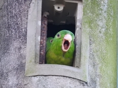 Forpus crassirostris