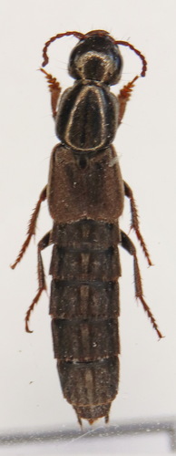 Ocypus sericeicollis