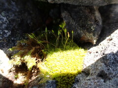 Hymenoloma crispulum