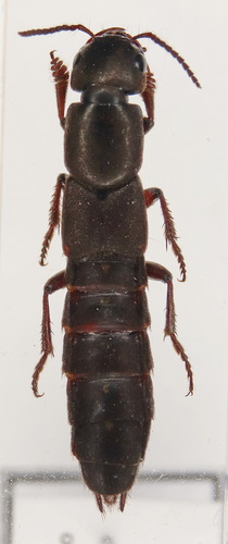 Ocypus mus