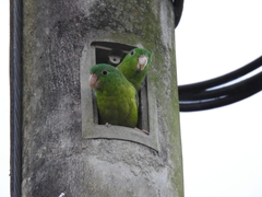 Forpus crassirostris