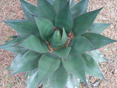 Agave gentryi