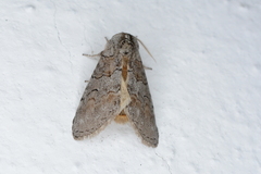 Ceranemota tearlei