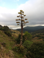 Agave gentryi