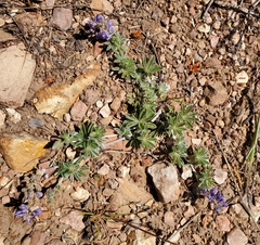 Lupinus brevicaulis