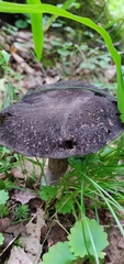 Tylopilus alboater
