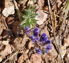 Lupinus brevicaulis