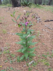Vernonia greggii