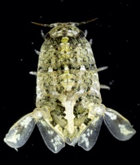 Isocladus dulciculus