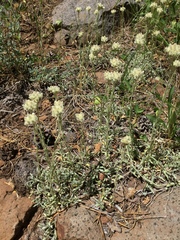 Antennaria rosea