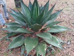 Agave gentryi