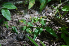 Lysimachia radicans