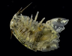 Isocladus dulciculus