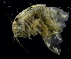 Isocladus dulciculus