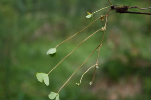 Marsilea minuta