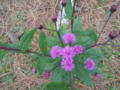 Vernonia greggii