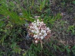 Asclepias mexicana