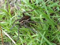 Dolomedes fimbriatus