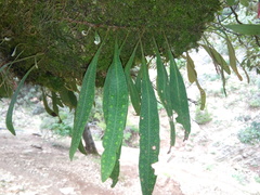 Pleopeltis polylepis