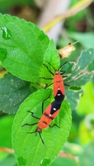 Oncopeltus nigriceps