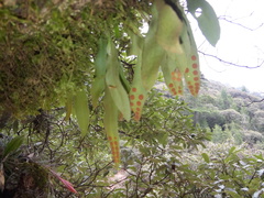 Pleopeltis polylepis