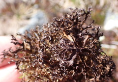 Cetraria ericetorum
