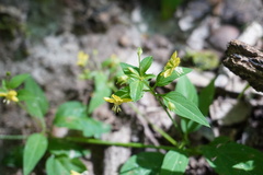 Lysimachia radicans