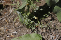 Cryptantha torreyana