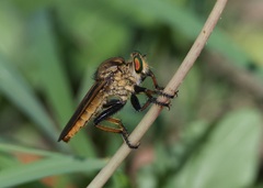 Cophinopoda chinensis